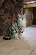 BRITISH SHORTHAIR 052